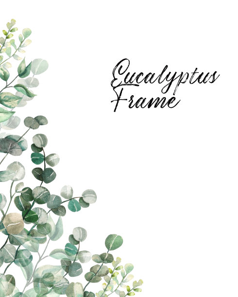 水彩插图。从桉树的细枝边缘。图片下载