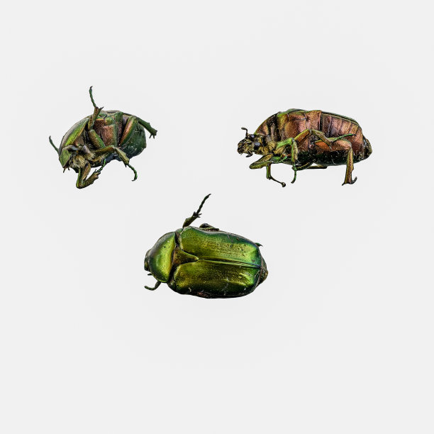 照片拼贴塞托尼亚Aurata在三个不同的位置上的白色背景图片下载