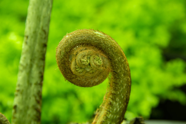 一种生长中的蕨类植物的螺旋形图片下载