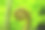 一种生长中的蕨类植物的螺旋形图片下载