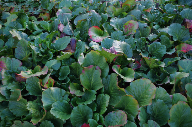 田间植物的高角度观察图片下载