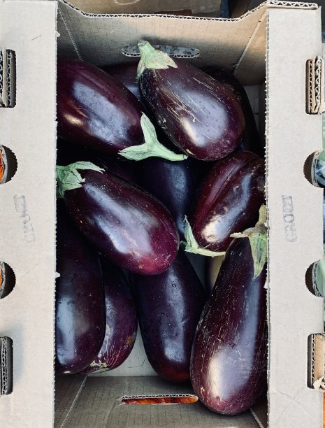 茄子，茄子图片下载