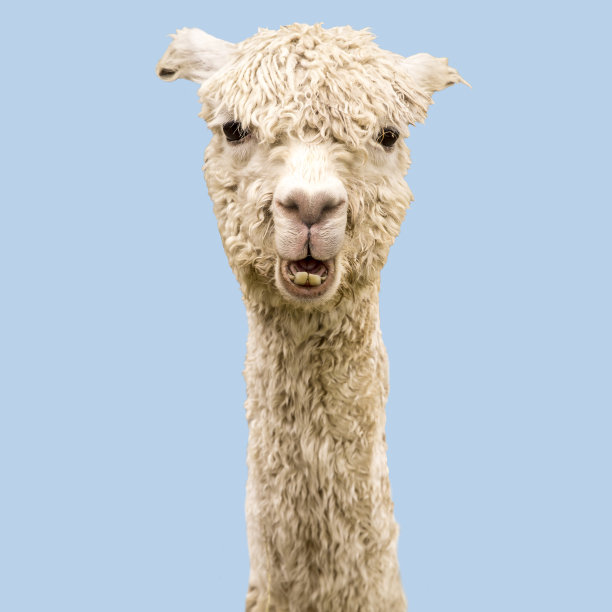 蓝色背景上滑稽的白色羊驼图片下载