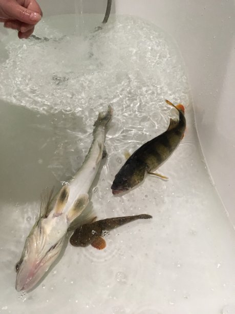 钓鱼和鱼图片下载