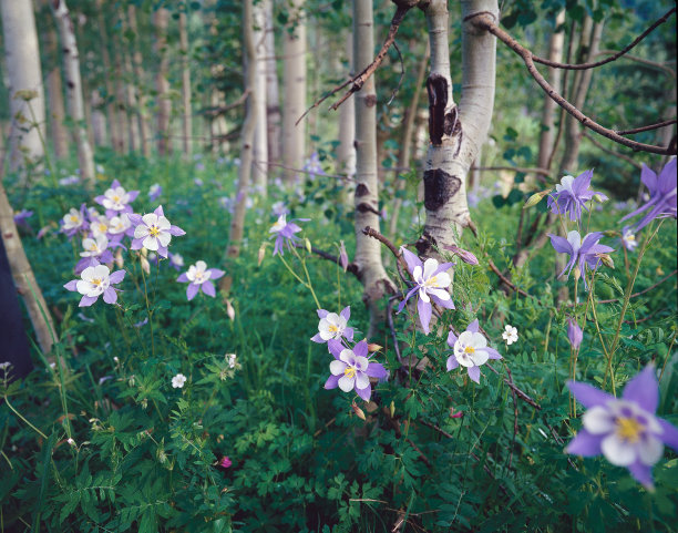 耧斗菜花-科罗拉多州花- 10图片下载