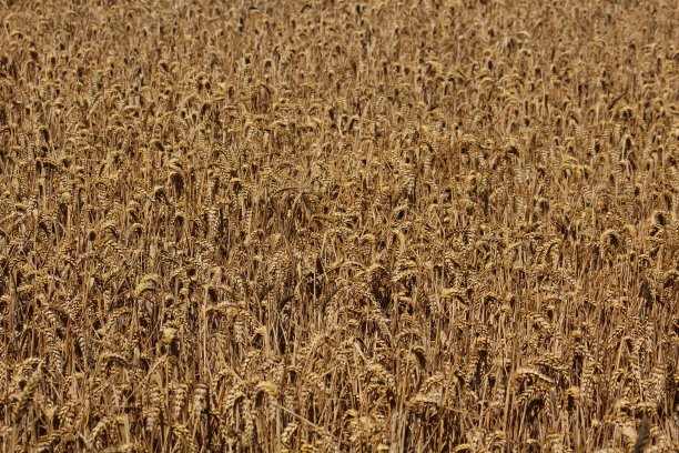 的麦田图片下载