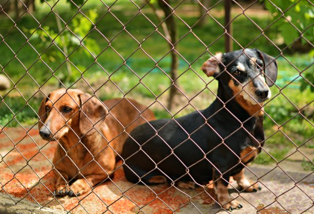 黑色和棕色的腊肠狗坐在铁丝网后面的肖像图片下载