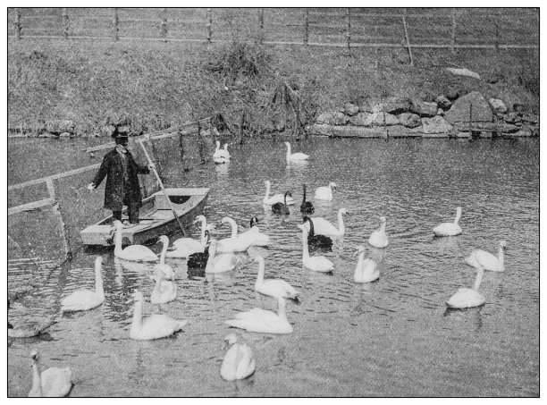 古董黑白照片:纽约中央公园的天鹅图片下载