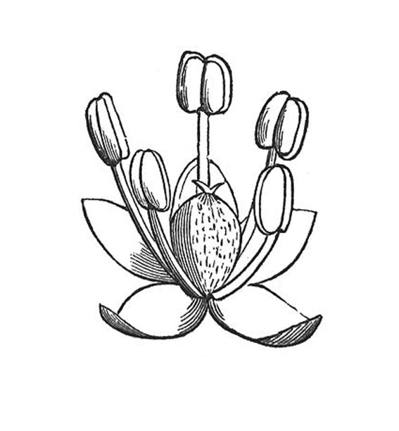 仿古插图-花-单壳状花图片下载