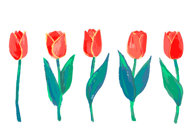 白色背景上美丽的郁金香图案。插图手绘图案图形。图片下载