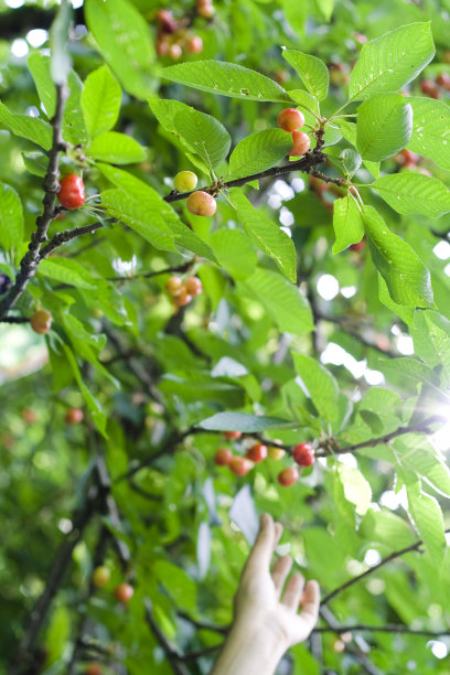 手摘樱桃图片下载