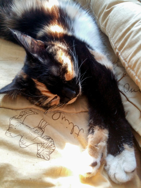 阳光下，可爱的黑姜小猫在阳光下伸展着睡姿图片下载