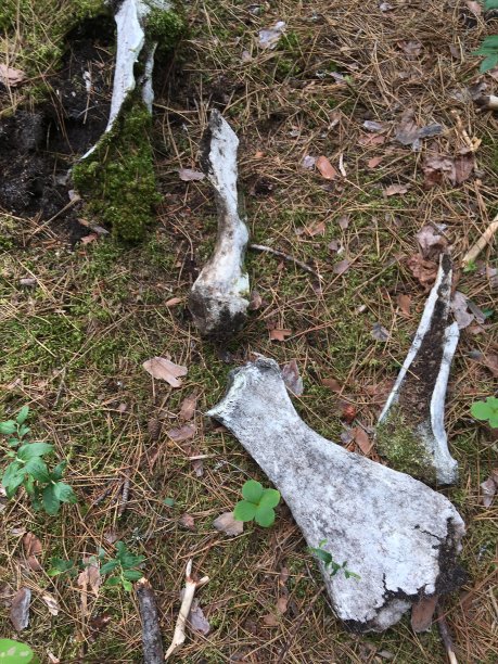 自然界中大型动物的骨头。图片下载