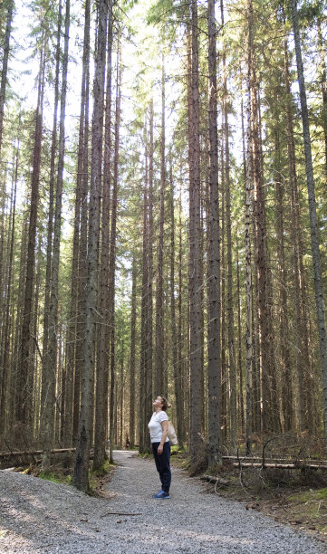 一个女孩站在森林的路上，抬头望着松树的树梢。芬兰的Repovesi国家公园。图片下载