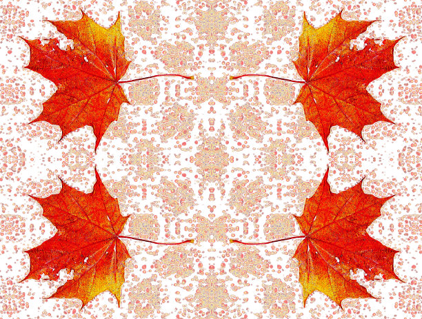 秋枫树叶的规律图案图片下载