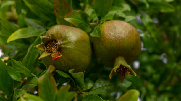 新鲜的石榴果实在花园里成熟图片下载