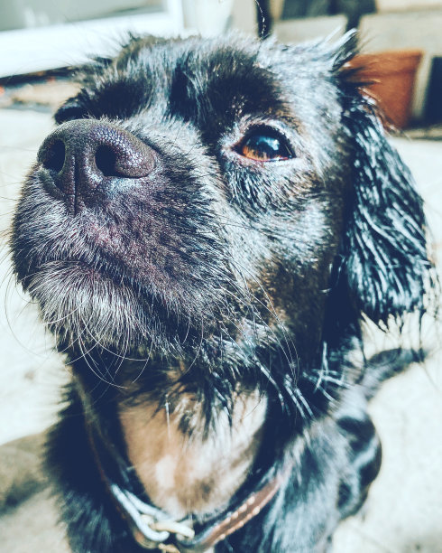 可爱的狗图片下载