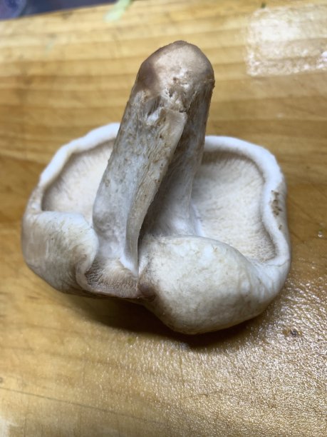 形状像生殖器的蘑菇图片下载