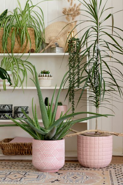 室内粉红花盆盆栽植物图片下载