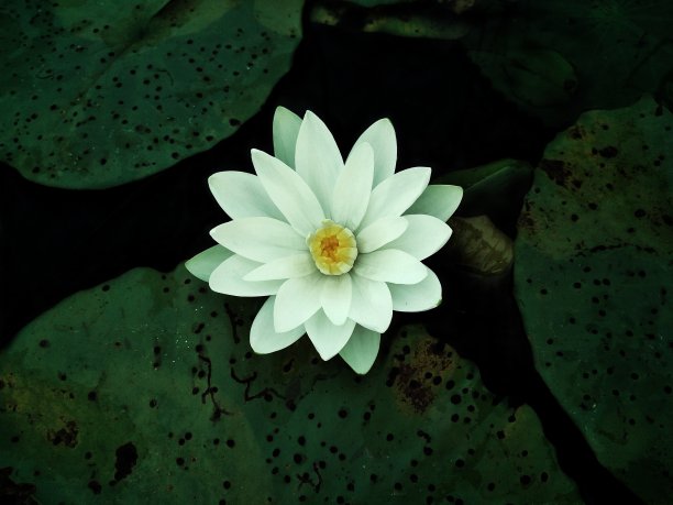 特写白水礼来图片下载