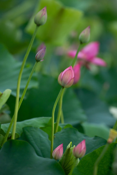 春天，荷花绽放，荷叶含苞待放图片下载