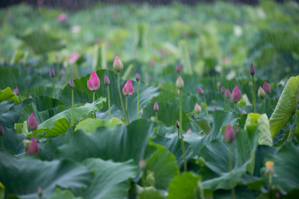 春天，荷花绽放，荷叶含苞待放图片下载