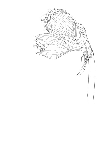 装饰性的孤挺花、百合花、线花图片下载