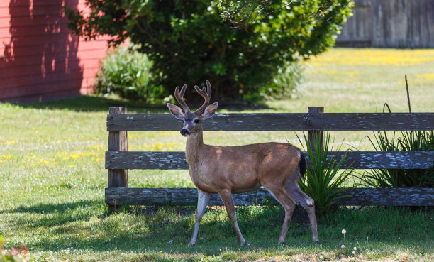 小雄鹿，站着的雄鹿。穿天鹅绒的鹿角图片下载
