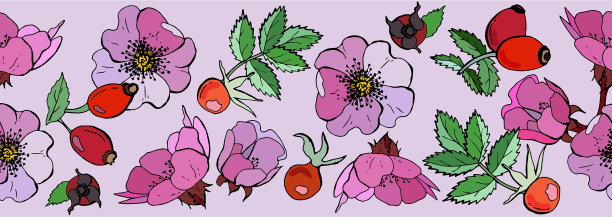 无缝边缘浆果和玫瑰果图片下载