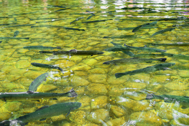 鳟鱼人工池塘图片下载