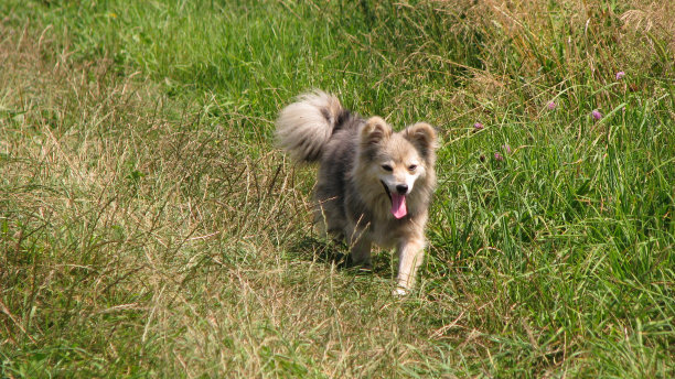 可爱的宠物在房子附近的自然。可怜的流浪狗一边在街上玩耍一边看着摄像机。设计素材照片图片下载