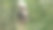 可爱的宠物在房子附近的自然。可怜的流浪狗一边在街上玩耍一边看着摄像机。设计素材照片图片下载