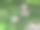 红猫和狗在草坪上散步。公园里的宠物友谊。动物在自然界中。库存图片背景图片下载