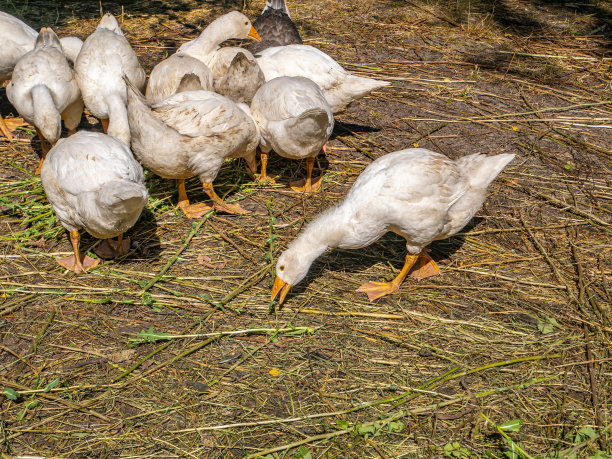 白鹅在农场吃草。图片下载