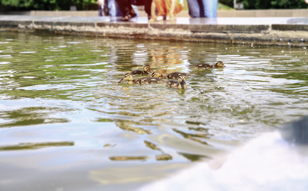 小鸭子一家和他们的妈妈一起度过成长的时光。鸟在公园的湖上游泳。设计素材照片图片下载
