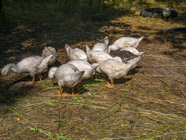 白鹅在农场吃草。图片下载