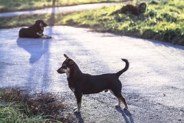 可爱的宠物在房子附近的自然。可怜的流浪狗一边在街上玩耍一边看着摄像机。设计素材照片图片下载