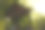 公园里的中式桥木顶依稀的绿叶映衬下的风景。Oleksandriya植物园是Bila Tserkva的一个景观公园，19世纪的建筑艺术图片下载