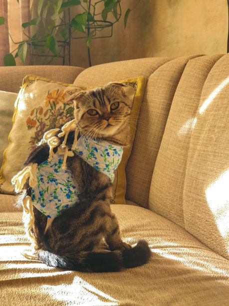 可爱的小猫看着你，一脸悲伤图片下载