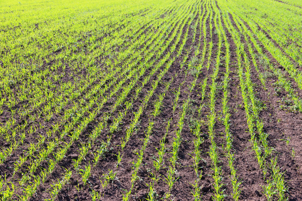 冬小麦新芽的选择焦点。粮食耕种，农地。图片下载