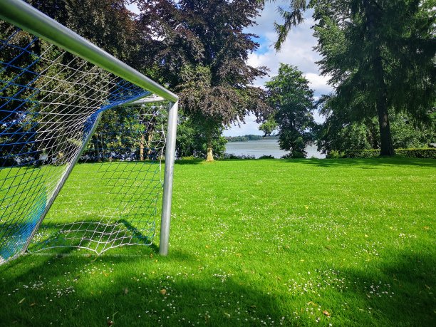 草地上的树图片下载