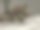 狗图片下载
