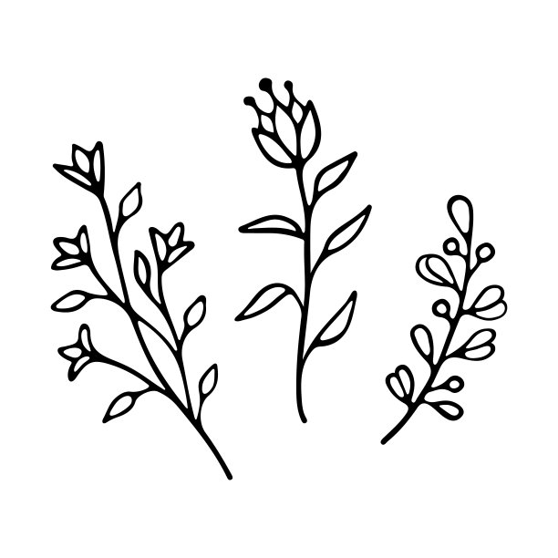 素描的野花。花的涂鸦设计。植物的元素。乡村装饰植物。图片下载