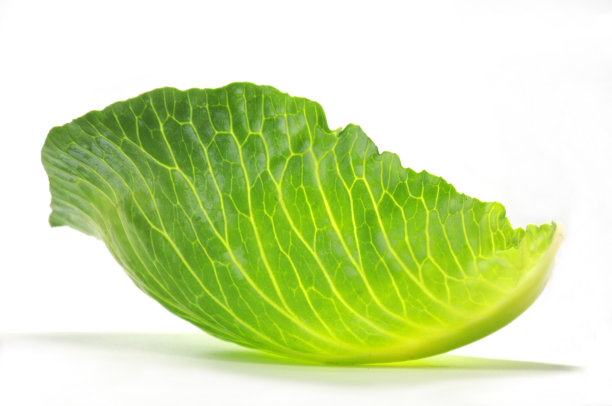 新鲜的绿色卷心菜叶孤立在白色上图片下载
