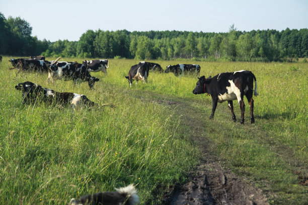 牛在自然界的牧场上吃草。有农场牛的草地。印度在佛教徒中是神圣的。设计库存背景图片下载