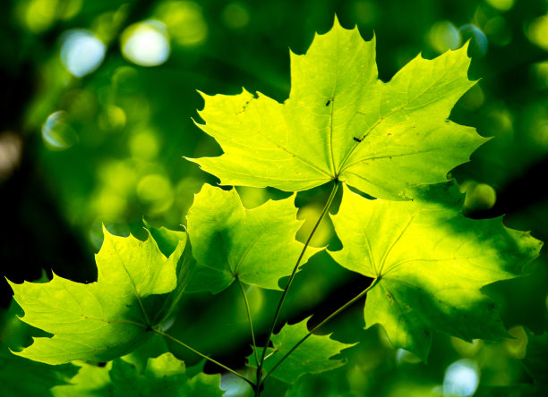 充满活力的绿色叶子图片下载