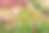 农业技术。女孩用平板电脑做花的照片图片下载