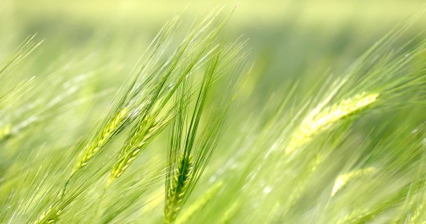 营地里的绿玉米素材图片