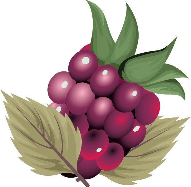 新鲜的葡萄果实自然的图标图片下载