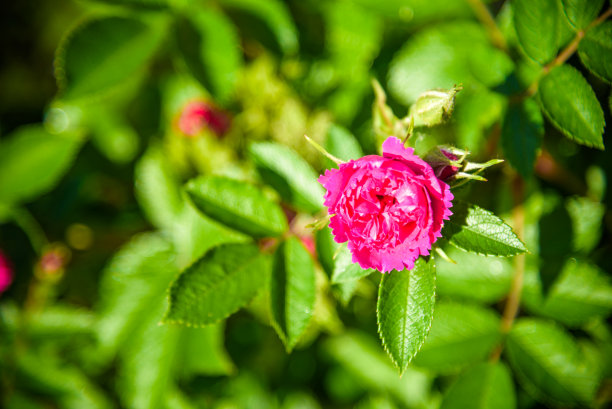 这是一幅简单的红色蔷薇花的图片，盛开着美丽的花瓣。图片可以用作背景或墙纸图片下载
